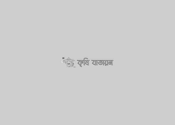 রংপুর অঞ্চলে তামাকের আগ্রাসন: বাড়ছে তামাক চাষের জমি