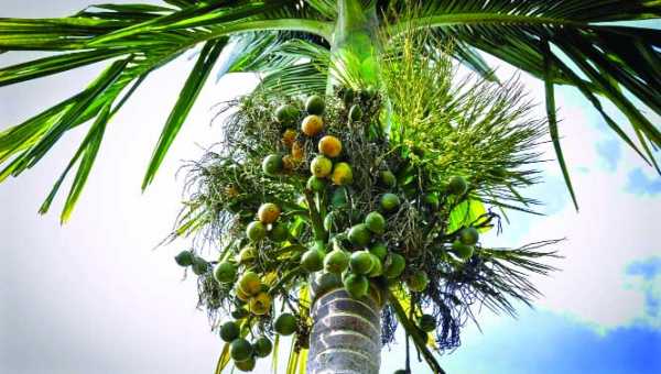 সুপারি চাষ পদ্ধতি। সুপারির বিভিন্ন রোগ বালাই ব্যবস্থাপনা