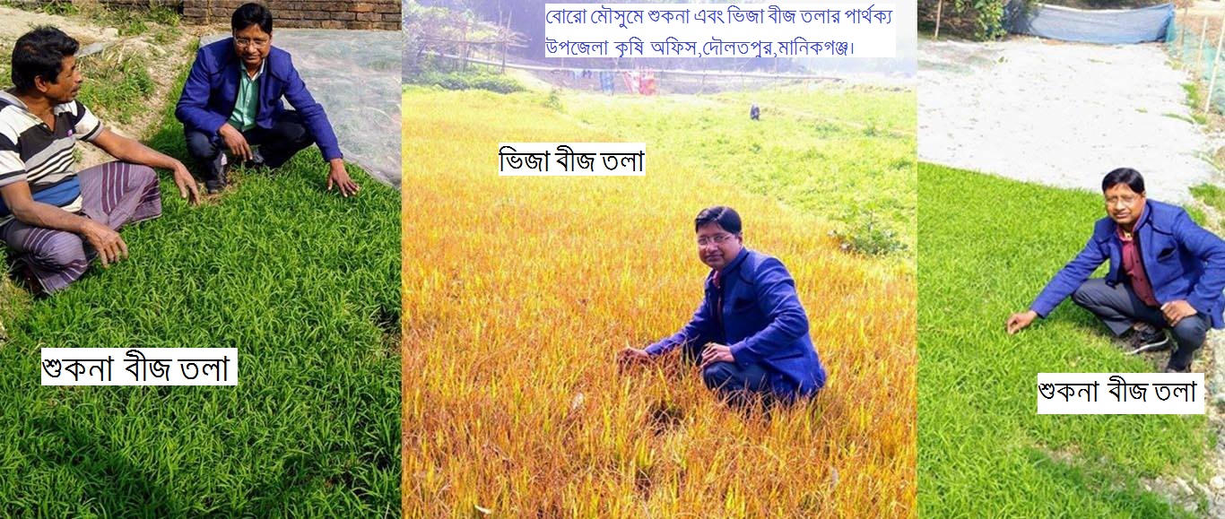 বোরো মৌসুমে ধানের শুকনা বীজতলা