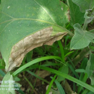 বেগুনের ভার্টিসিলিয়াম উইল্ট রোগ